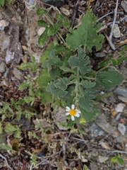 Perityle crassifolia