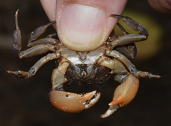 Cyclograpsus henshawi