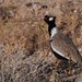 Far-northern Black Korhaan - Photo (c) David Renoult, some rights reserved (CC BY-NC), uploaded by David Renoult