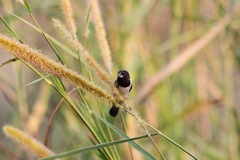 Spermestes fringilloides