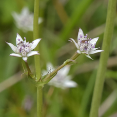 Alepidea galpinii