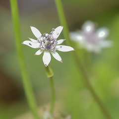 Alepidea galpinii