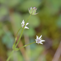 Alepidea galpinii