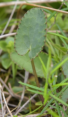 Alepidea galpinii