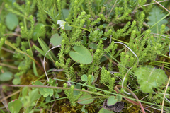 Alepidea galpinii