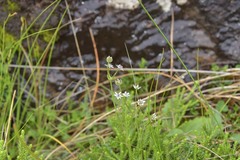 Alepidea galpinii