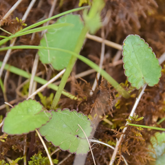 Alepidea galpinii