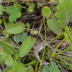 Alepidea galpinii
