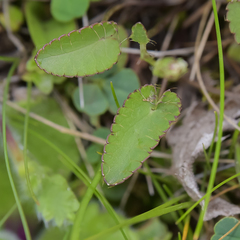 Alepidea galpinii