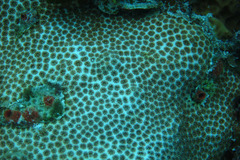 Stephanocoenia intersepta