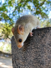 Cerrado Red-Nosed Mouse photo 3