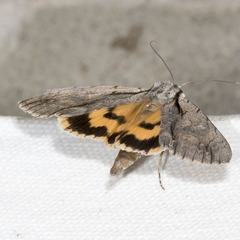 Catocala clintonii
