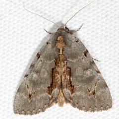 Catocala grynea