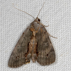 Catocala grynea