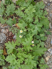 Perityle crassifolia