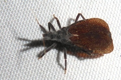 Tribelocephala