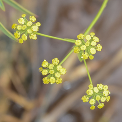 Bupleurum mundii