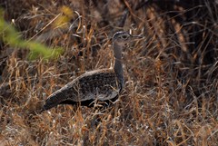 Eupodotis ruficrista