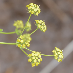 Bupleurum mundii