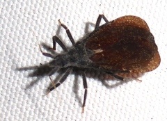 Tribelocephala