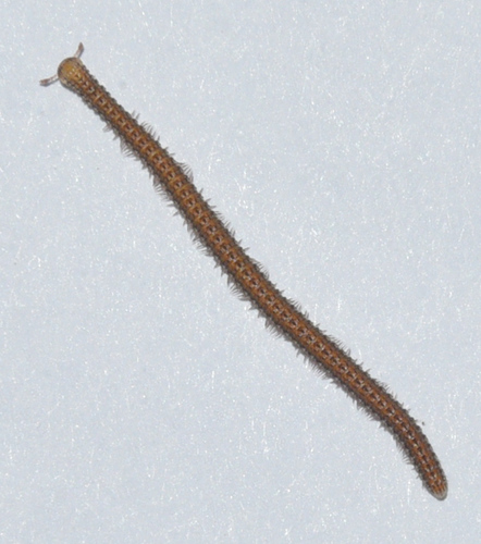 Glyphiulus granulatus