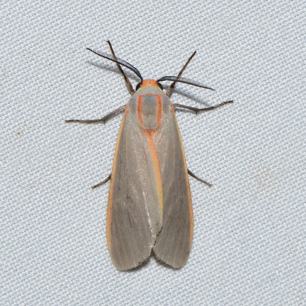 Pygarctia