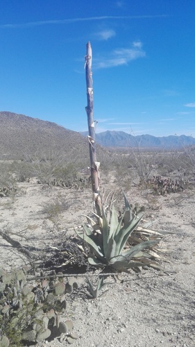 Agave asperrima
