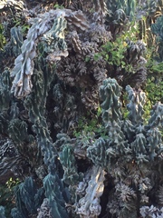 Cereus hildmannianus