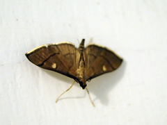 Bradina aulacodialis
