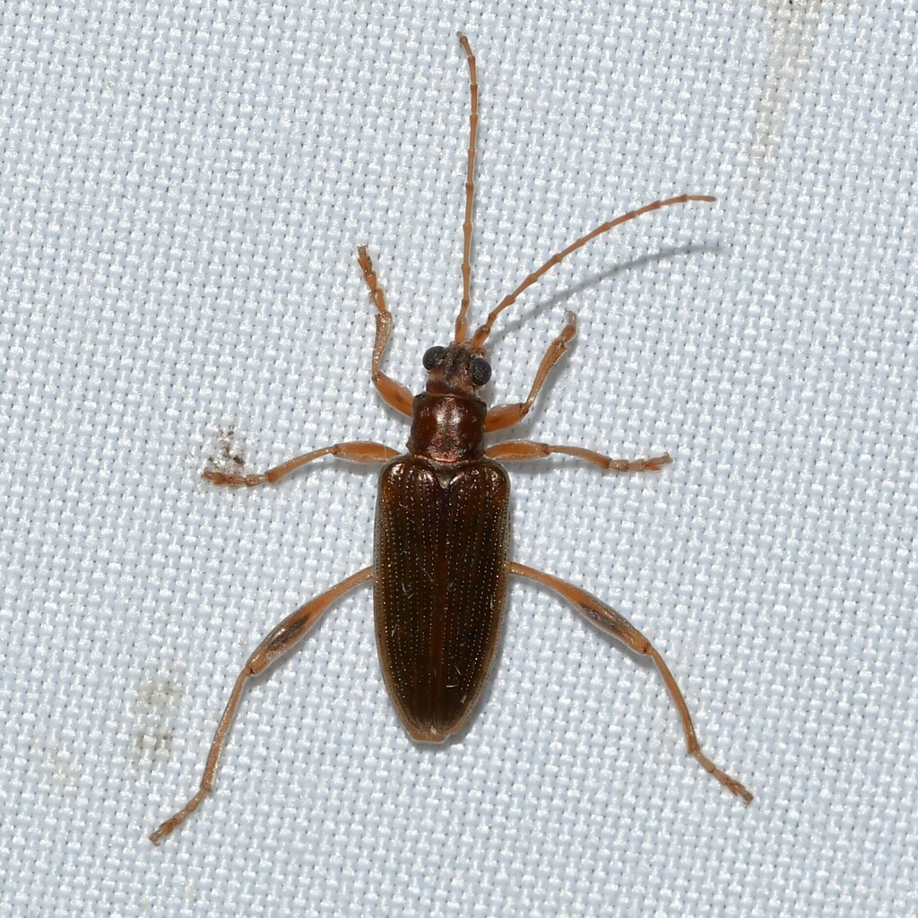 Donacia rufescens