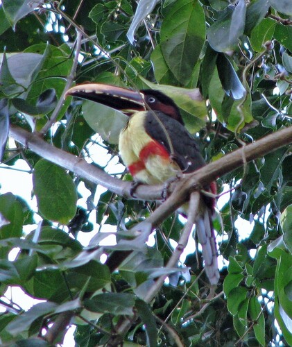 Chestnut-eared Araçari