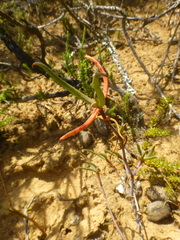 Lampranthus spiniformis