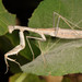 Balkan Ground Mantis - Photo (c) Paolo Mazzei, some rights reserved (CC BY-NC), uploaded by Paolo Mazzei