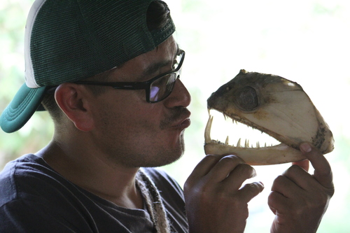 Hydrolycus armatus