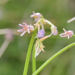 Tulbaghia montana