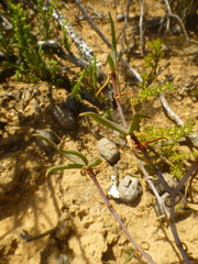 Lampranthus spiniformis