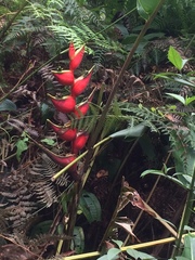 Heliconia