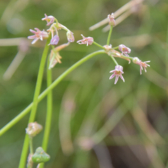 Tulbaghia montana