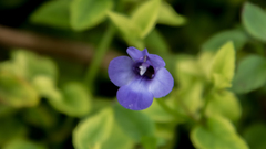 Torenia asiatica