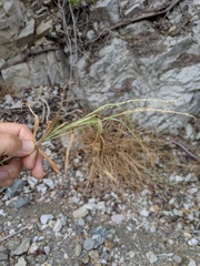 Setaria palmeri