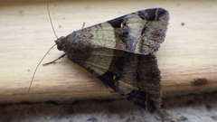 Melipotis perpendicularis