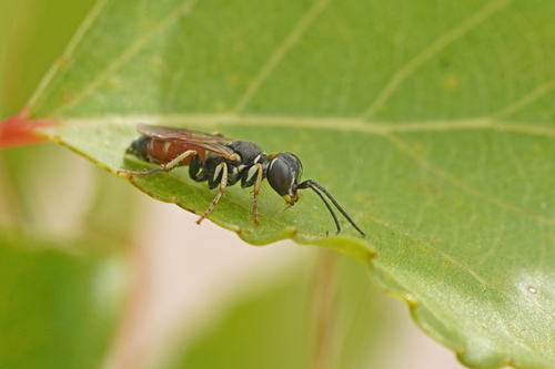 Dinetus pictus