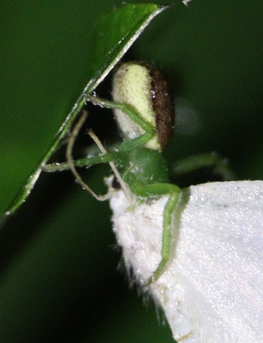 kvetárik zelený (Diaea dorsata)