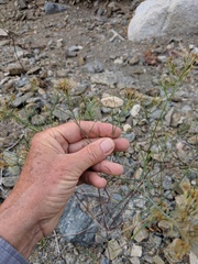 Porophyllum confertum