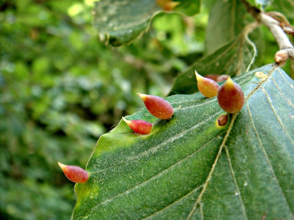 Beech Gall Midge