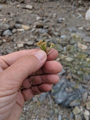 Porophyllum confertum