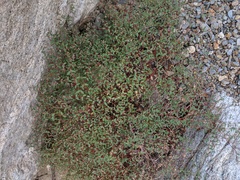 Euphorbia cerralvensis