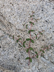 Euphorbia cerralvensis