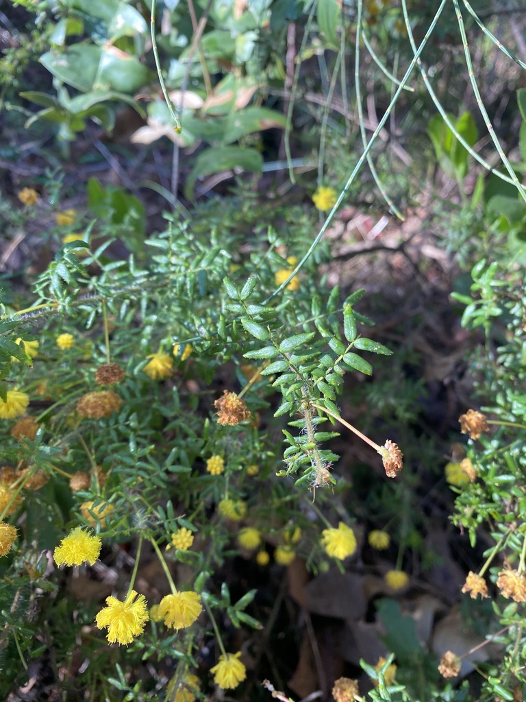 Acacia lateriticola