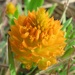 Orange Milkwort - Photo (c) Dave, some rights reserved (CC BY-NC), uploaded by Dave